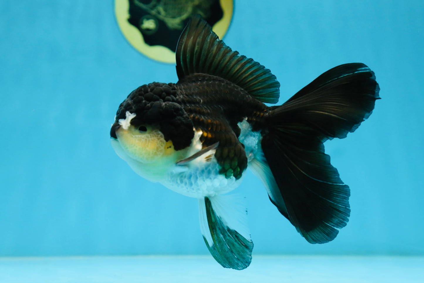 A Grade Panda Oranda Female 5.5 inches #082225OR_24