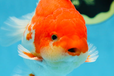 AAA Grade Red White Yuanbao Male 5-5.5 inches #081525YB_05