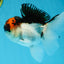 A Grade Tricolor Oranda Male 4.5 inches #053025OR_17