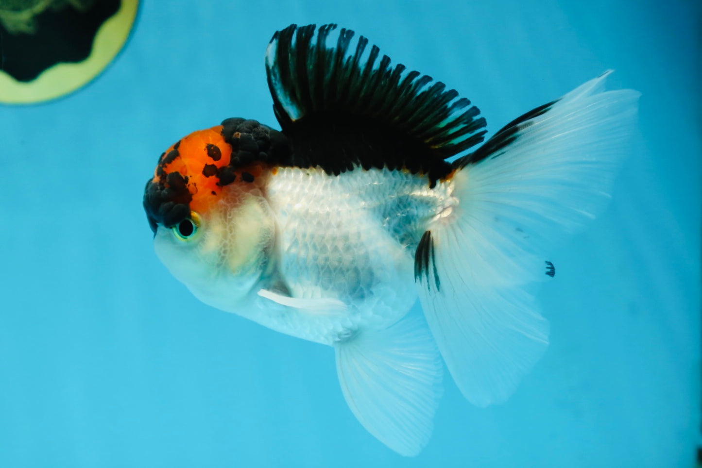 A Grade Tricolor Oranda Male 4.5 inches #053025OR_17
