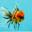 FLUFFY A Grade Tiger Oranda Male 6 inches #081426OR_05