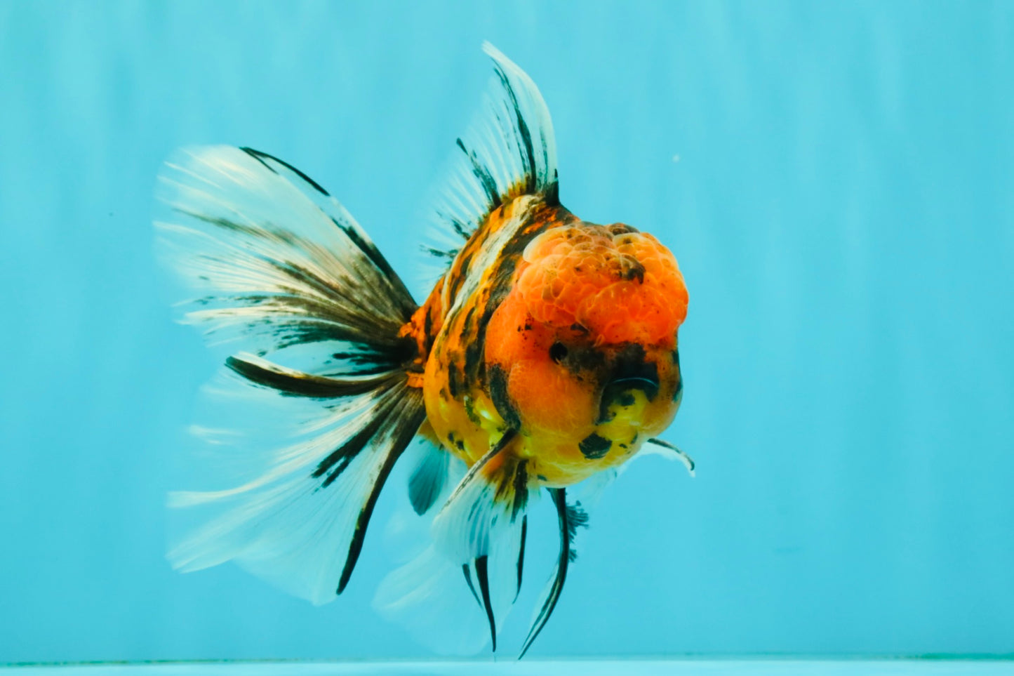 FLUFFY A Grade Tiger Oranda Male 6 inches #081426OR_05