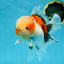 A Grade Calico Oranda Male 5 inches #060625OR_20