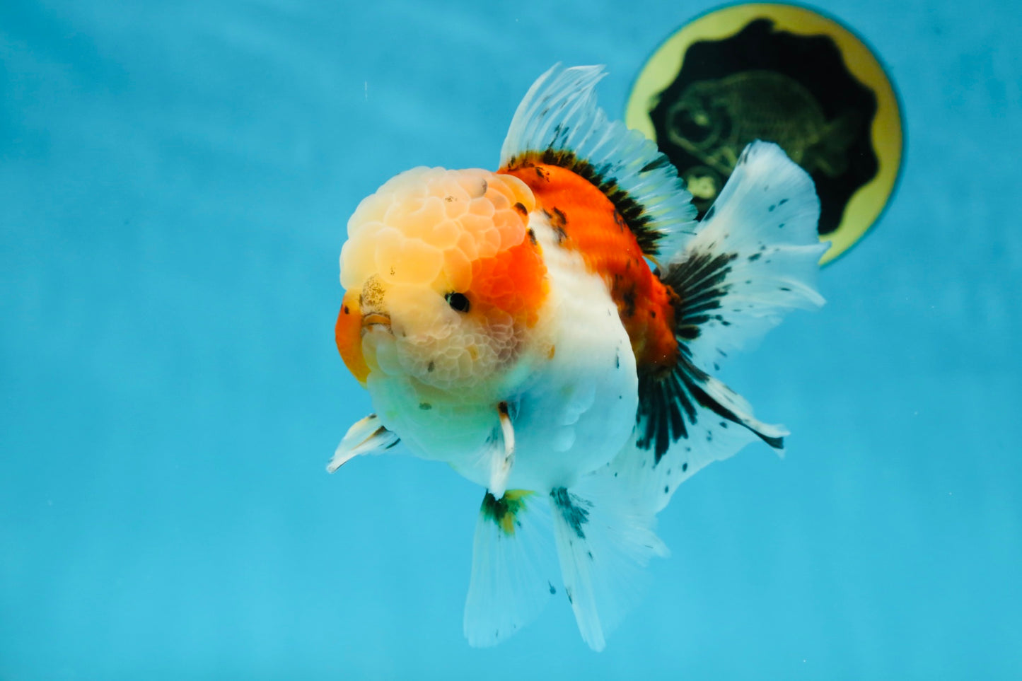 A Grade Calico Oranda Male 5 inches #060625OR_20