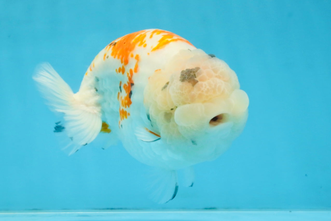 A Grade Sakura LionQueen 5.5 inches #110725LC_11