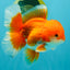 A Grade Red White Oranda Male 5.5-6 inches #041726OR_13