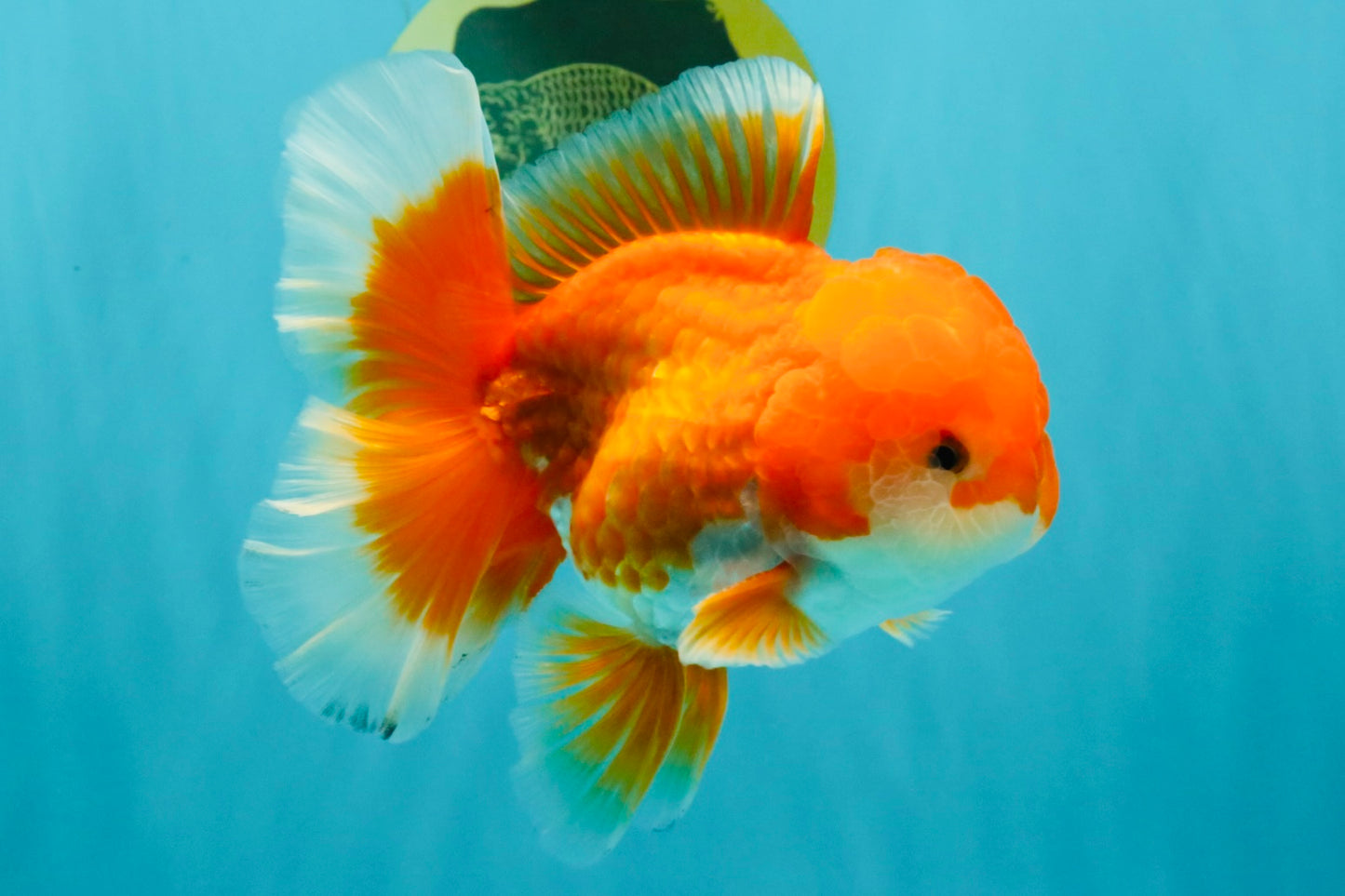 A Grade Red White Oranda Male 5.5-6 inches #041726OR_13