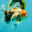 A Grade Calcio  Oranda Male 5 inches #080726OR_22