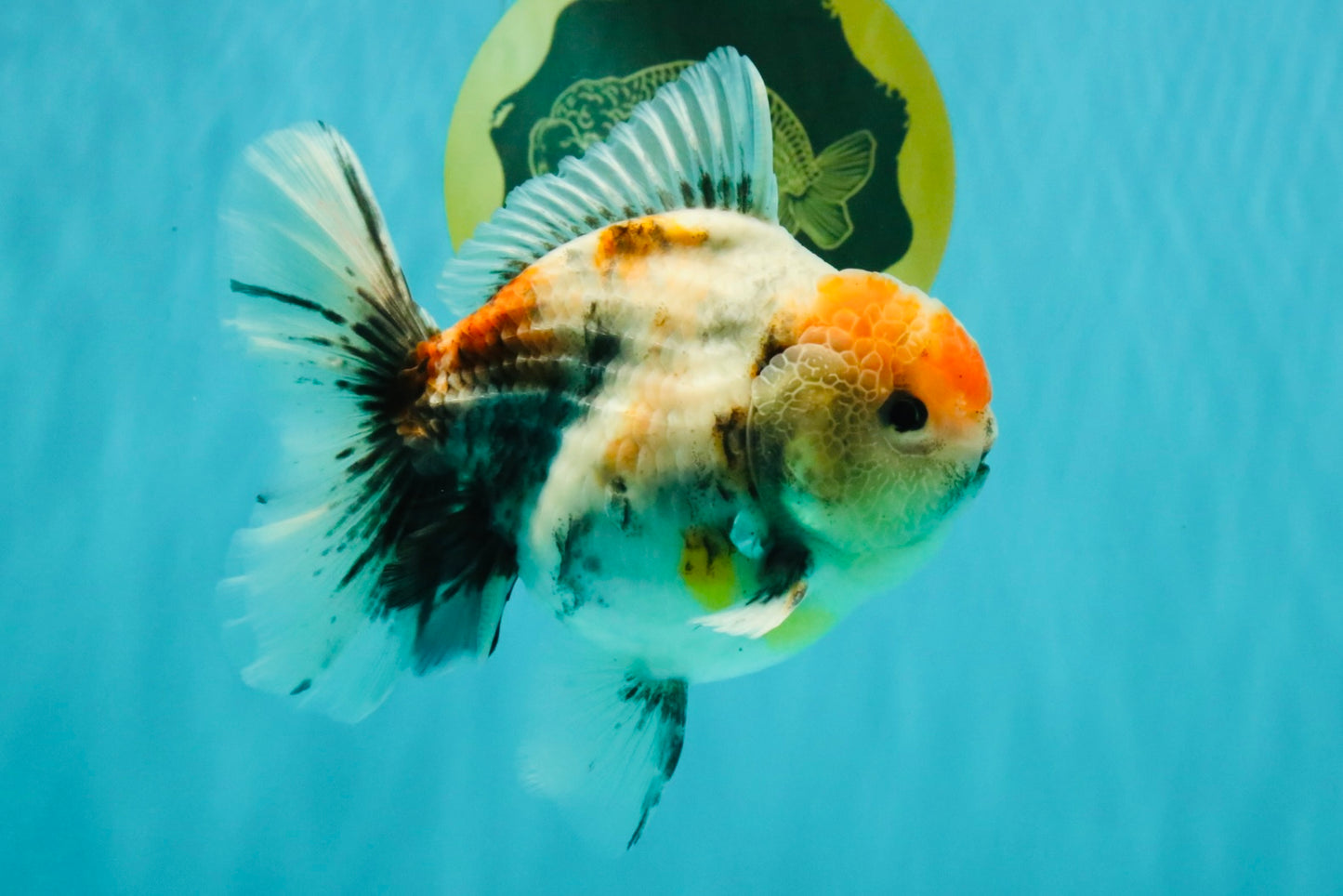 A Grade Calcio  Oranda Male 5 inches #080726OR_22