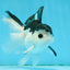 A Grade Nugget SO CUTE Panda Button Eyes Oranda Male 4.5 inches #010325OR_15