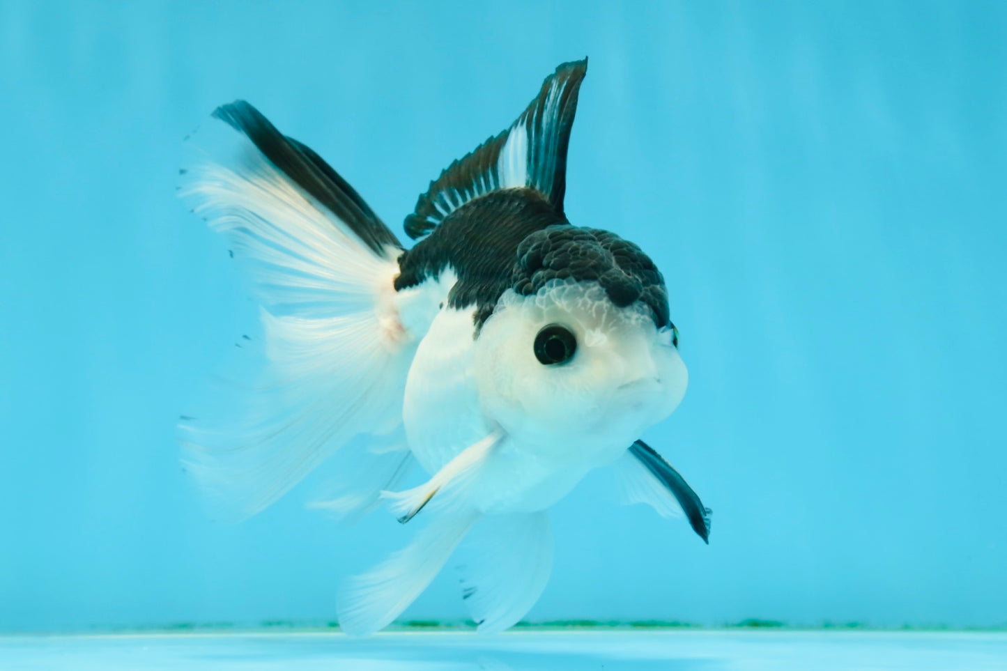 A Grade Nugget SO CUTE Panda Button Eyes Oranda Male 4.5 inches #010325OR_15