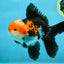 ADORABLE A Grade Tricolor Oranda Male 5-5.5 inches #082225OR_16