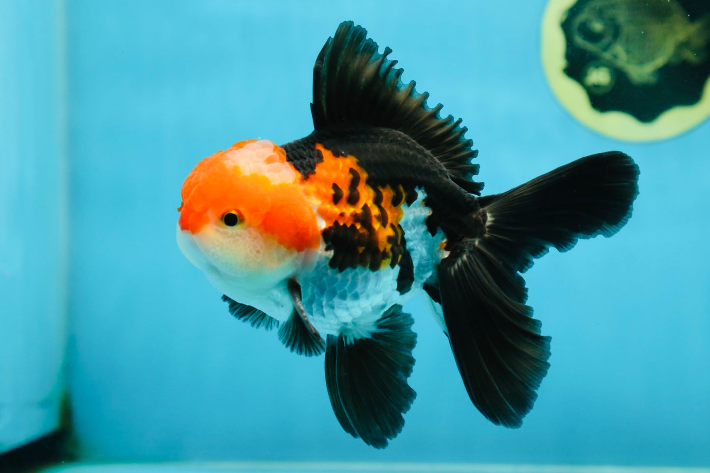 ADORABLE A Grade Tricolor Oranda Male 5-5.5 inches #082225OR_16