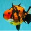 CHARLIE AAA Grade Tiger Yuanbao Male 5 inches #100226YB_03