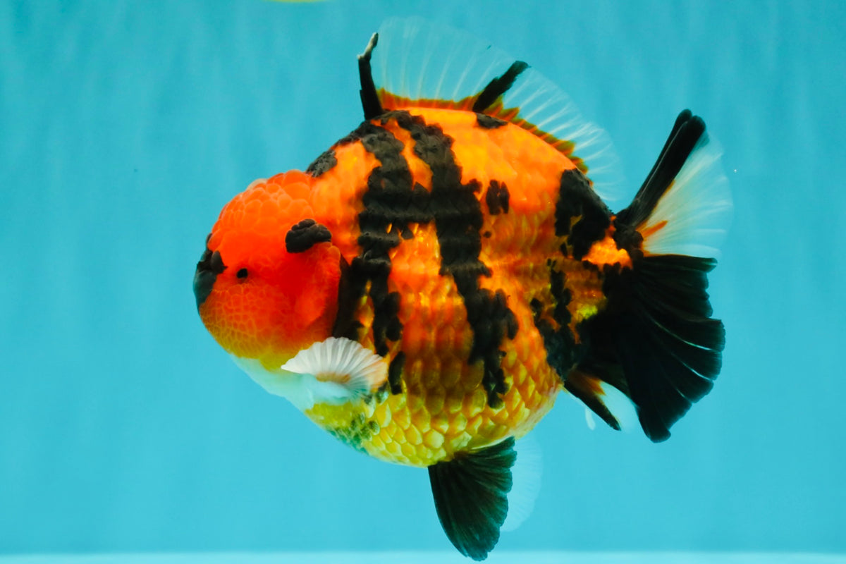 CHARLIE AAA Grade Tiger Yuanbao Male 5 inches #100226YB_03