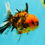 SPECIAL AAA Grade Tiger Oranda Male 6 inches #073126OR_23