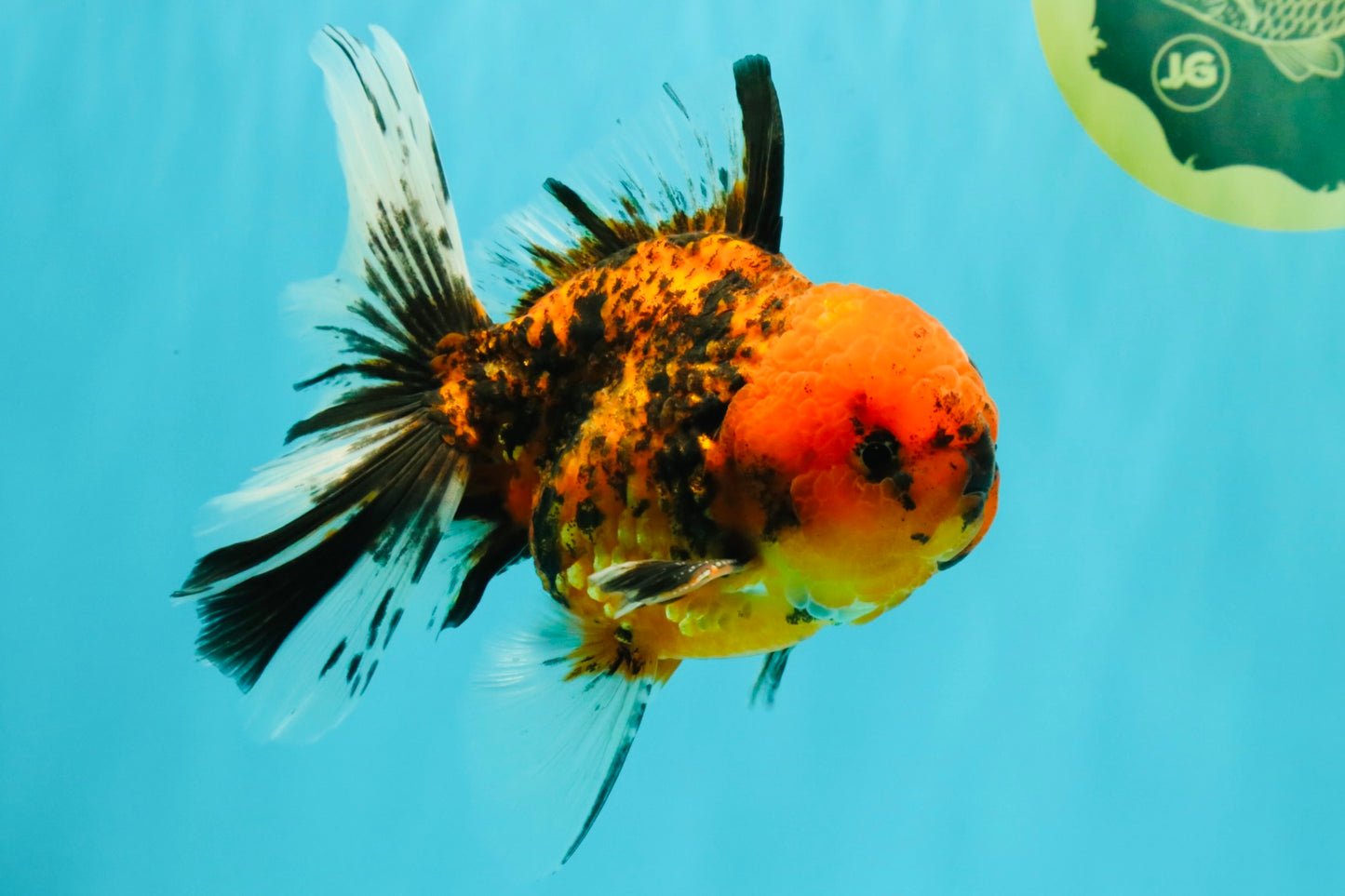SPECIAL AAA Grade Tiger Oranda Male 6 inches #073126OR_23