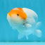 Classic Egg-shape Red Head Lionchu Male 4 inches #122724LC_08