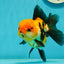 A Grade Tricolor Oranda Female 4.5 inches #110824OR_04