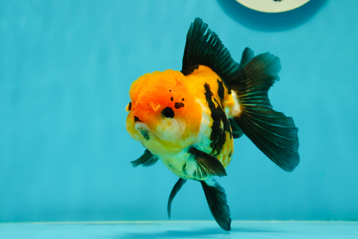 A Grade Tricolor Oranda Female 4.5 inches #110824OR_04