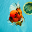 A Grade Tiger Oranda Male 7.5 inches #101626OR_19