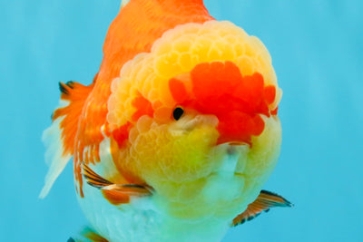 SUPER AAA Grade Godzilla Red White Yuanbao Male 5.5 inches #022026YB_03