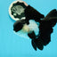 🐼 A Grade Killer Whale Panda Oranda Female 5.5 inches #0607OR_04