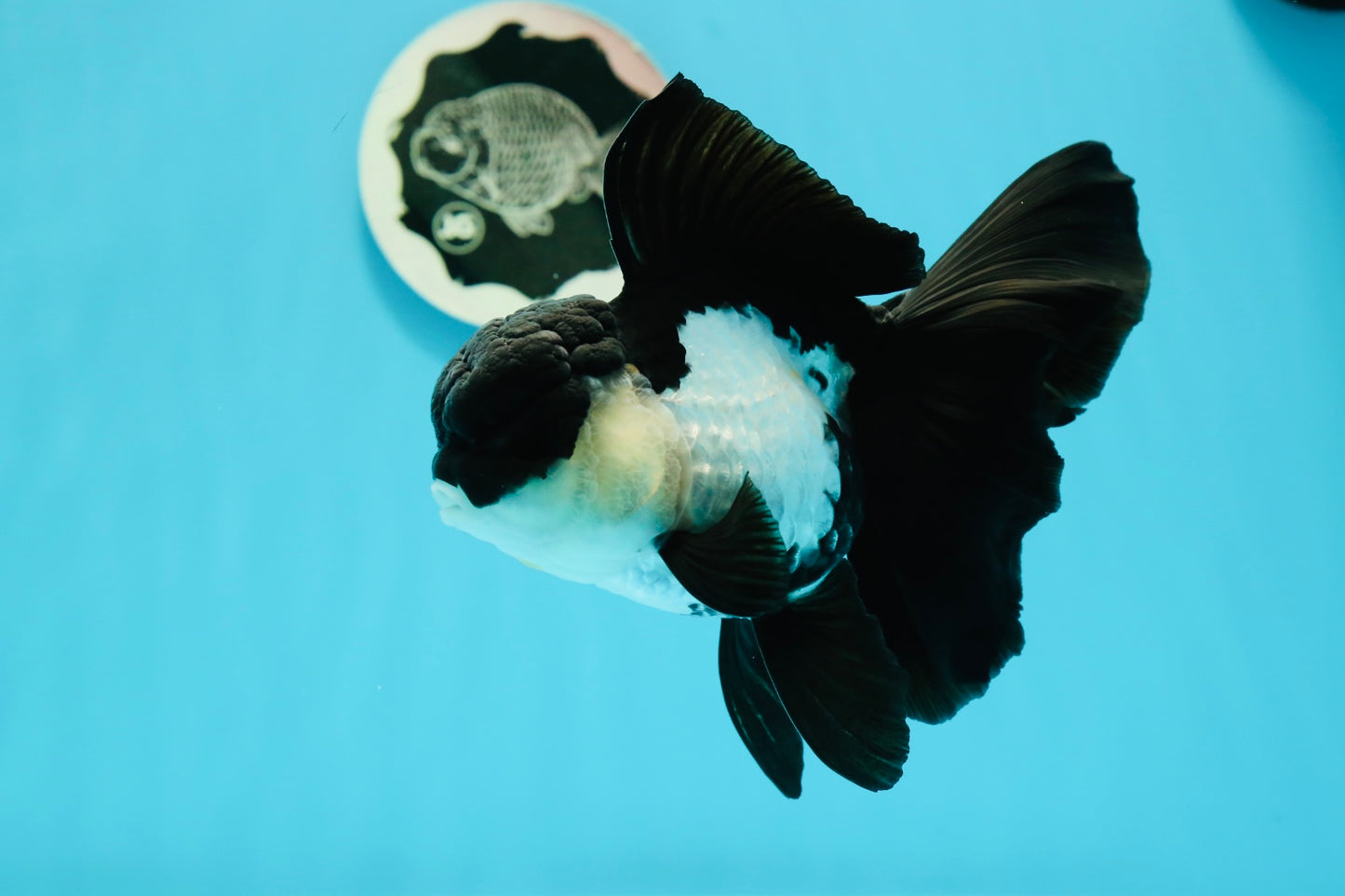 🐼 A Grade Killer Whale Panda Oranda Female 5.5 inches #0607OR_04