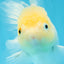 A Grade White Oranda Female 5.5 inches #062725OR_22