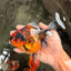 A Grade Tiger Oranda Female 5.5 inches #062626OR_38