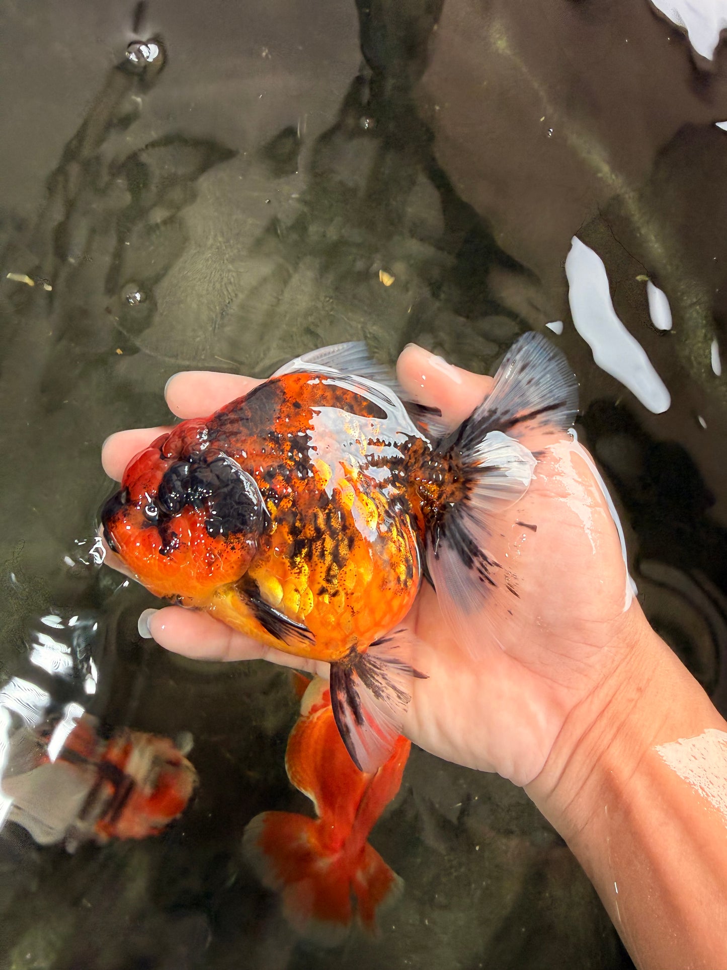 A Grade Tiger Oranda Female 5.5 inches #062626OR_38