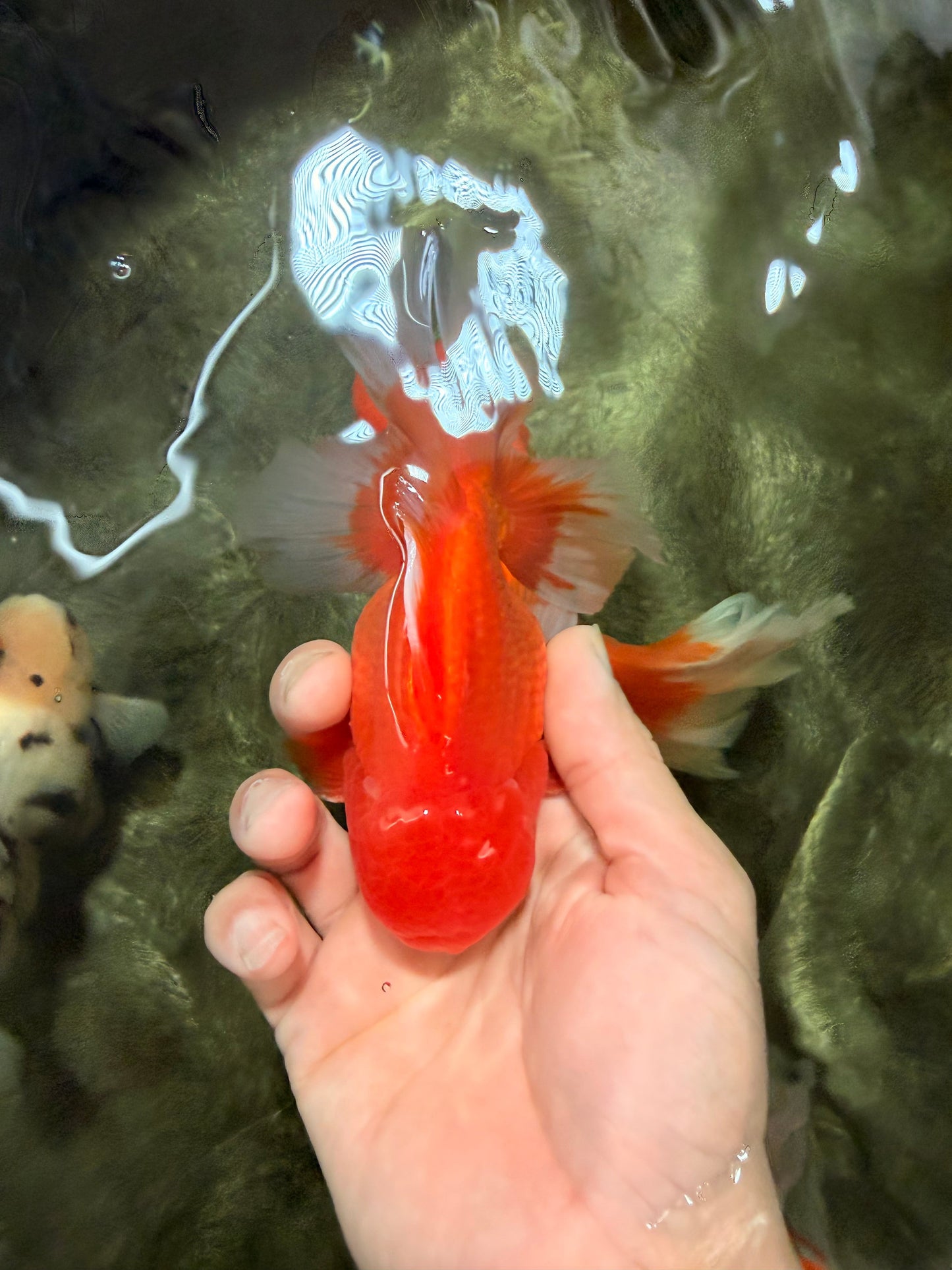 AAA Grade Red White Oranda Male 5-5.5 inches #073126OR_08