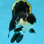 A Grade Killer Whale Panda Oranda Female 5-5.5 inches #100325OR_19