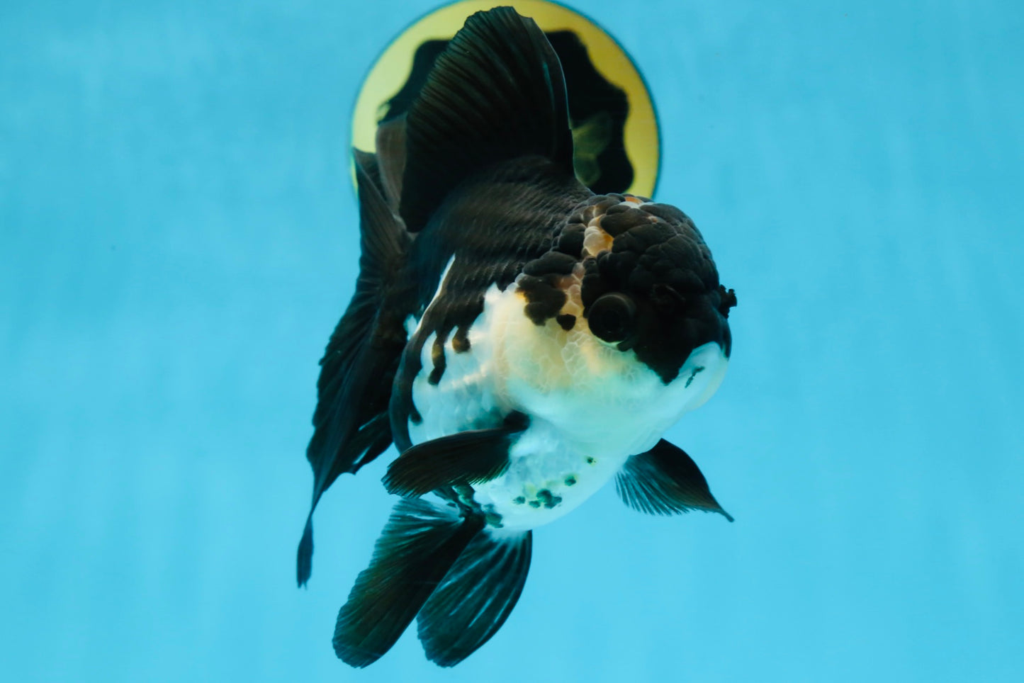 A Grade Killer Whale Panda Oranda Female 5-5.5 inches #100325OR_19