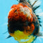AAA Grade JUMBO Godzilla Kirin Oranda Female 6.5-7 inches #090525OR_11