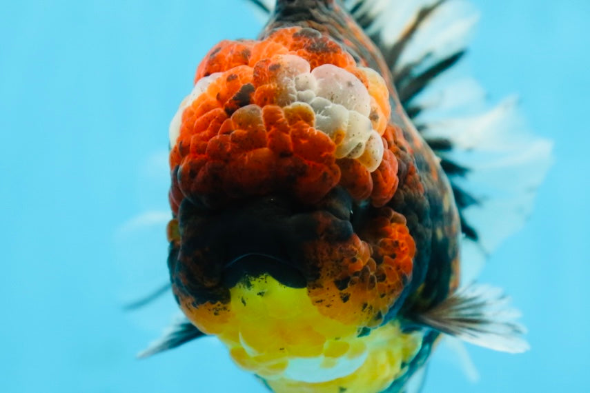 AAA Grade JUMBO Godzilla Kirin Oranda Female 6.5-7 inches #090525OR_11