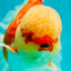 FLUFFY TAIL AAA Grade Super Red White Oranda Male 7.5-8 inches #061926OR_02