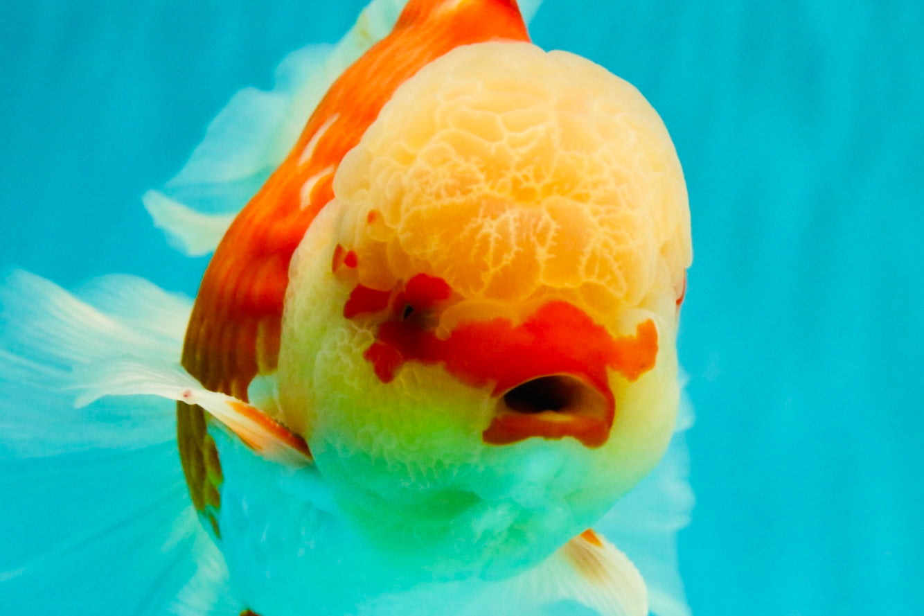 FLUFFY TAIL AAA Grade Super Red White Oranda Male 7.5-8 inches #061926OR_02