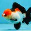 A Grade Pompom Tricolor Yuanbao Male 4.5 inches #062725YB_08
