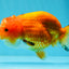 Lionchu naranja hembra de 4,5 pulgadas #0927LC_35