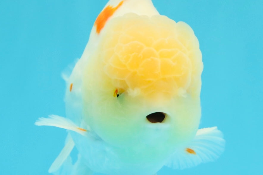 AAA Grade Red White Oranda Male 6 inches #030626OR_17