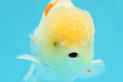 AAA Grade Red White Oranda Male 6 inches #030626OR_17