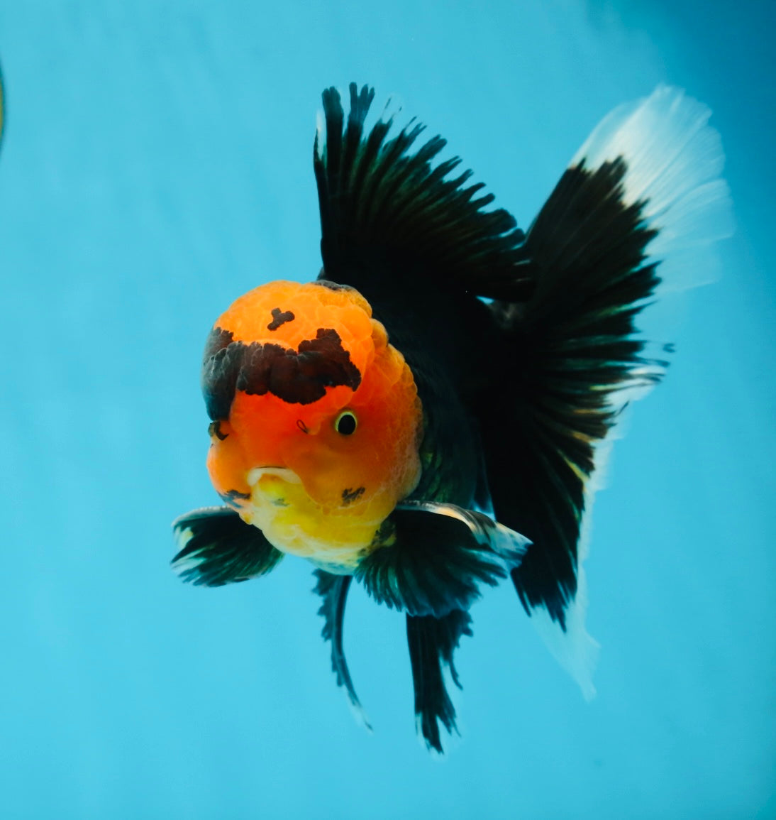 AAA Grade Apache Oranda Male 5-5.5 inches #050925OR_37