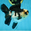 A Grade Panda Button Eyes Oranda Female 5 inches #081525OR_17