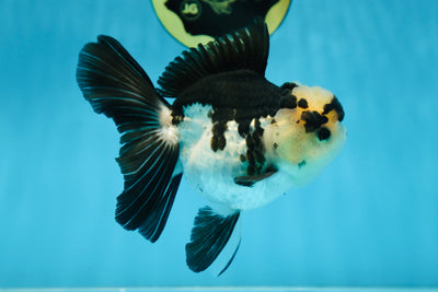 A Grade Panda Button Eyes Oranda Female 5 inches #081525OR_17