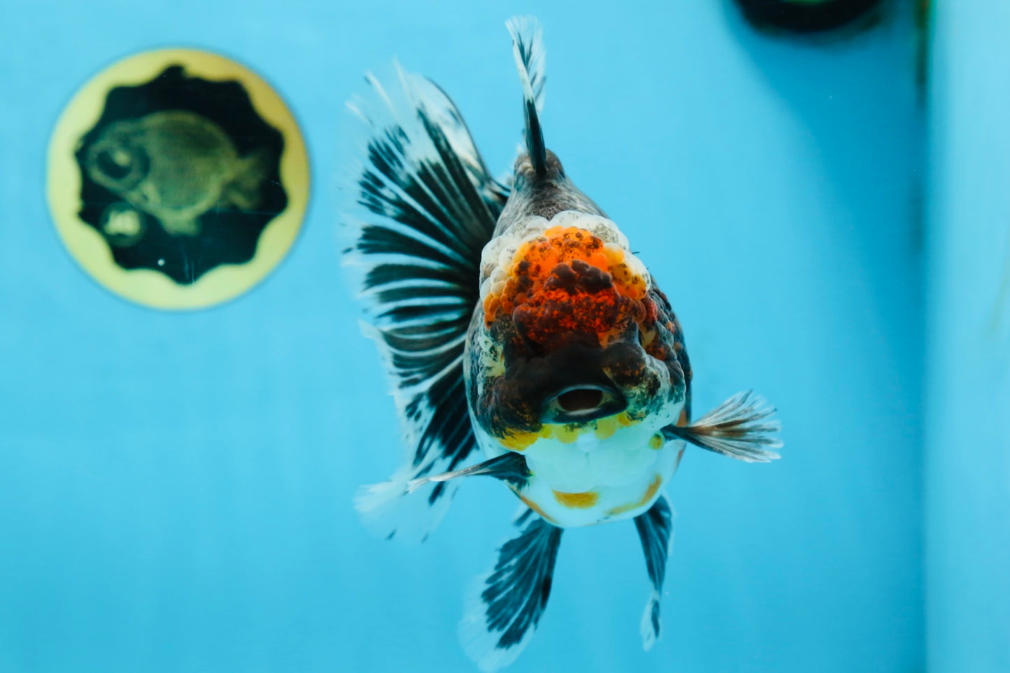 AAA Grade THICK BODY Calico Kirin Oranda Female 6 inches #080825OR_14