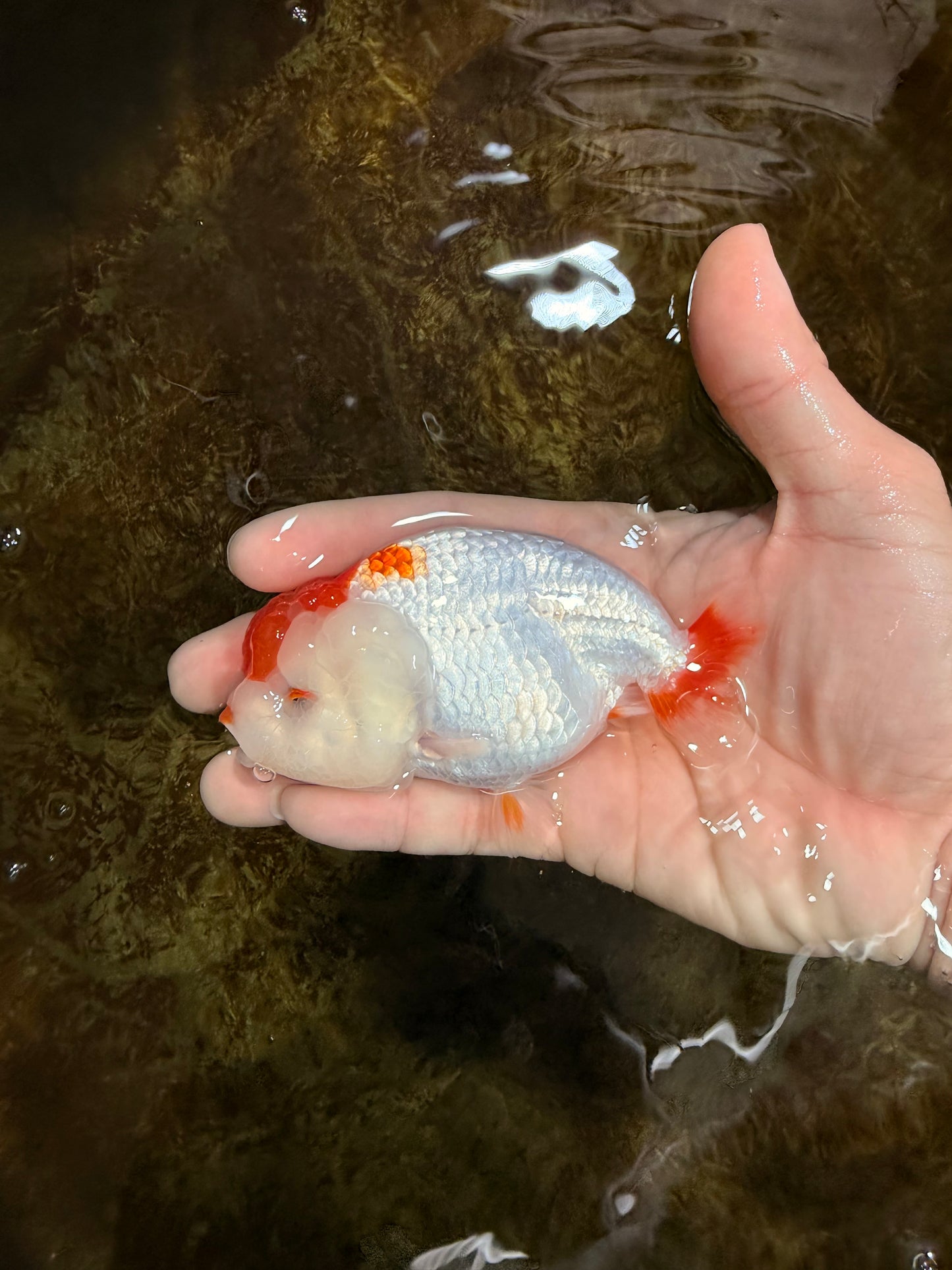 TANCHO Red White LionChu Female 4-4.5 inches #120525LC_15