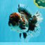 CHUBBY AAA Grade Godzilla Kirin Oranda Male 6.5 inches #050826OR_02
