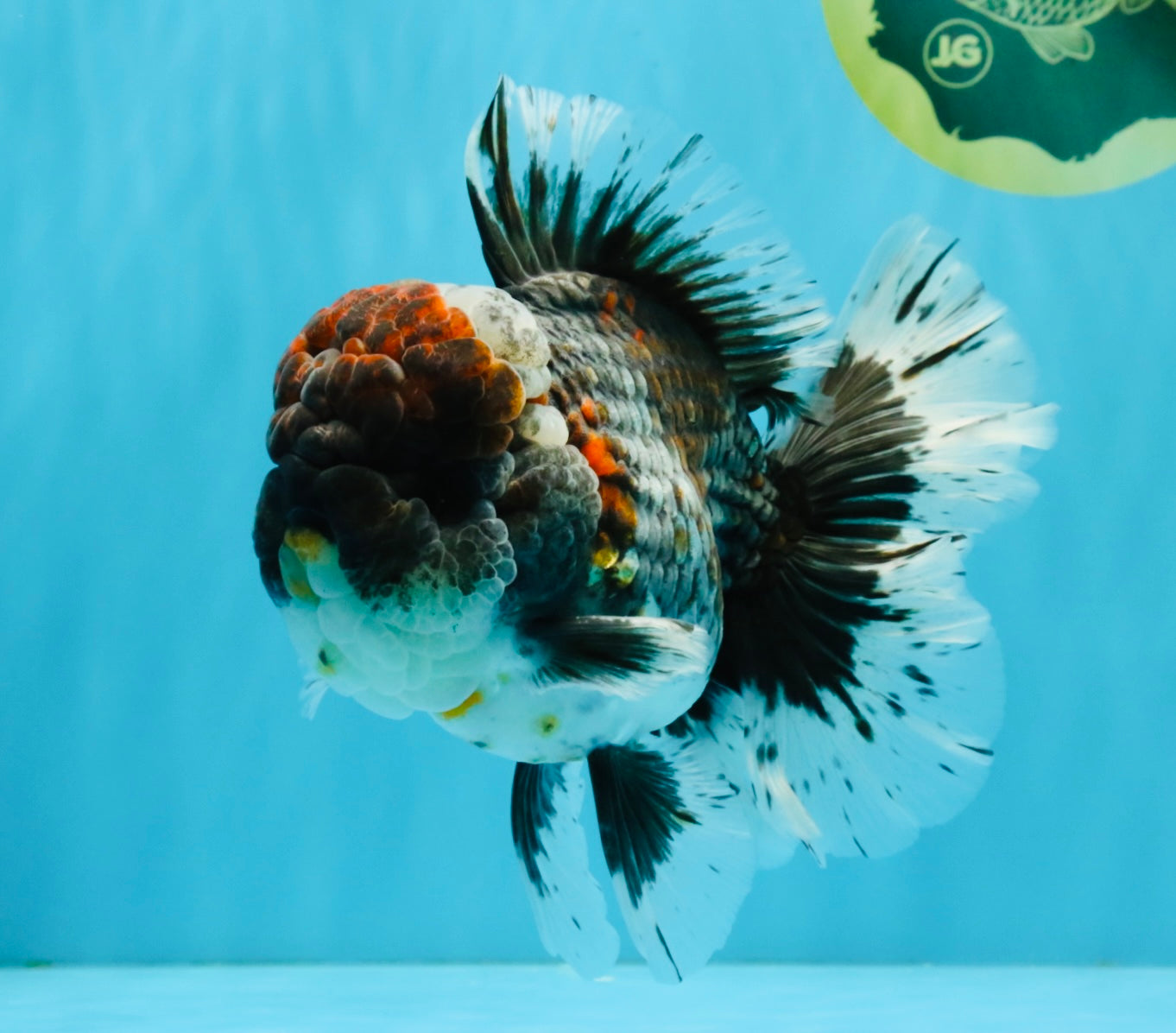 CHUBBY AAA Grade Godzilla Kirin Oranda Male 6.5 inches #050826OR_02