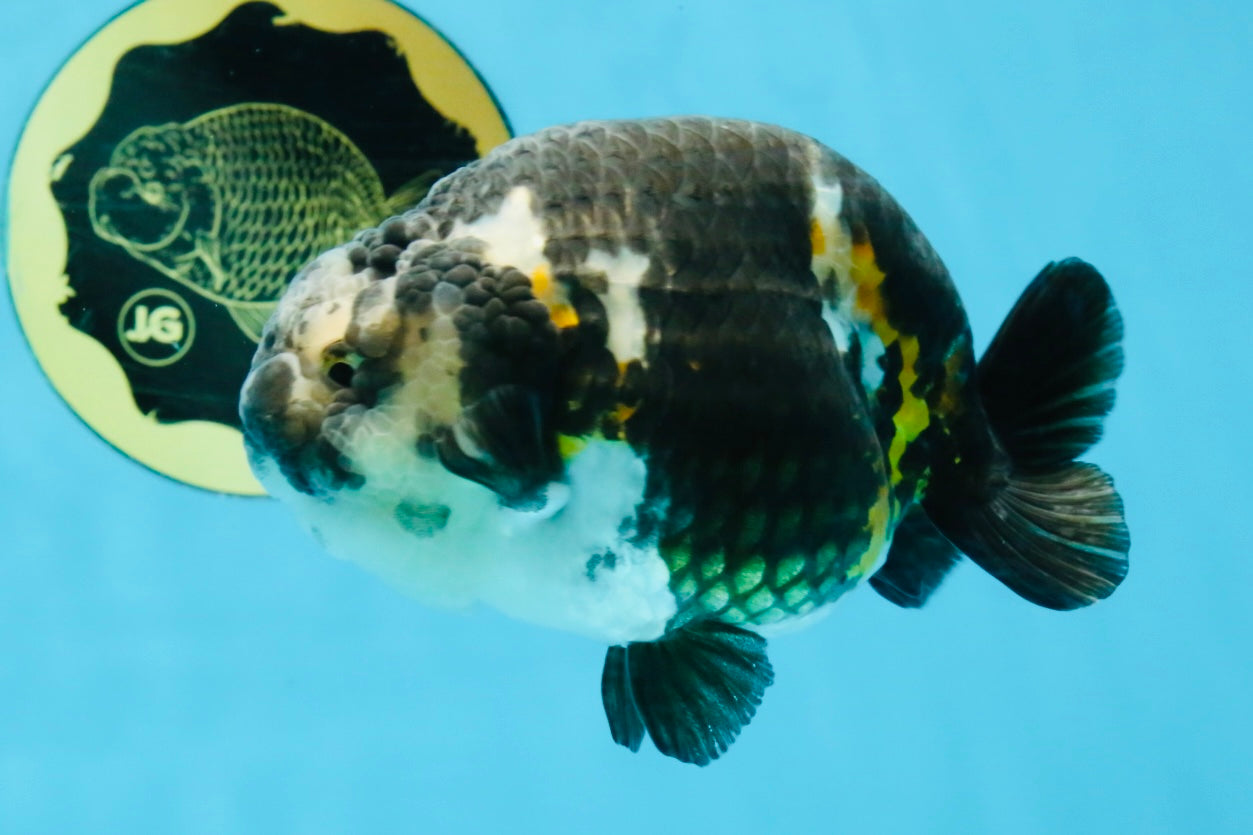 SPECIAL PANDA A Grade Ink Chinese Ranchu Male 4.5 inches #120525RC_05